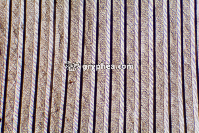 Plume détail des barbules x10 - gryphea.org